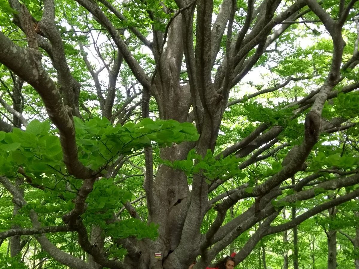 Retrouver son équilibre en&nbsp;forêt