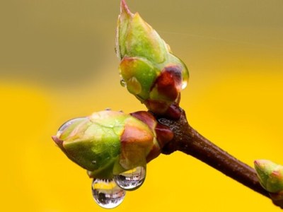 La gemmothérapie et ses&nbsp;bienfaits